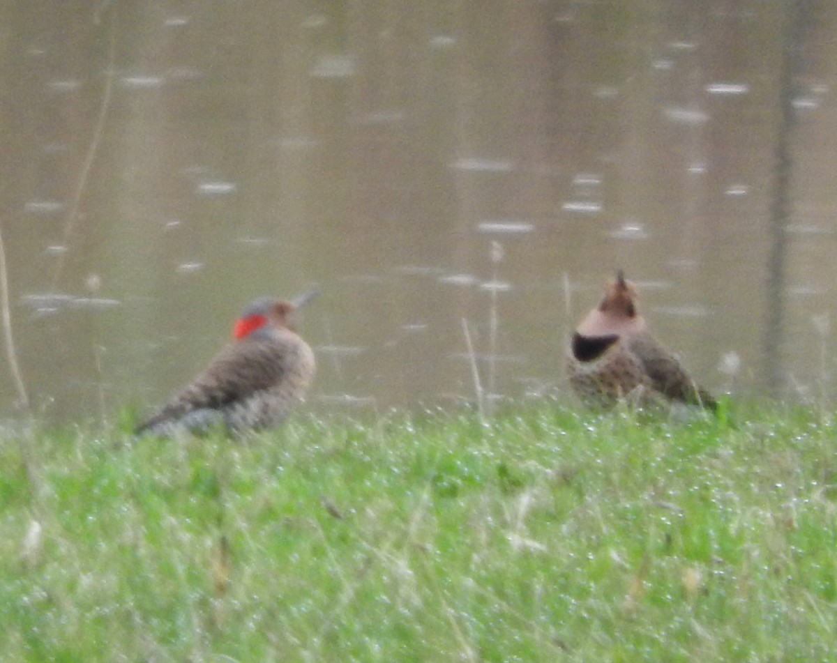 Northern Flicker - ML325671461