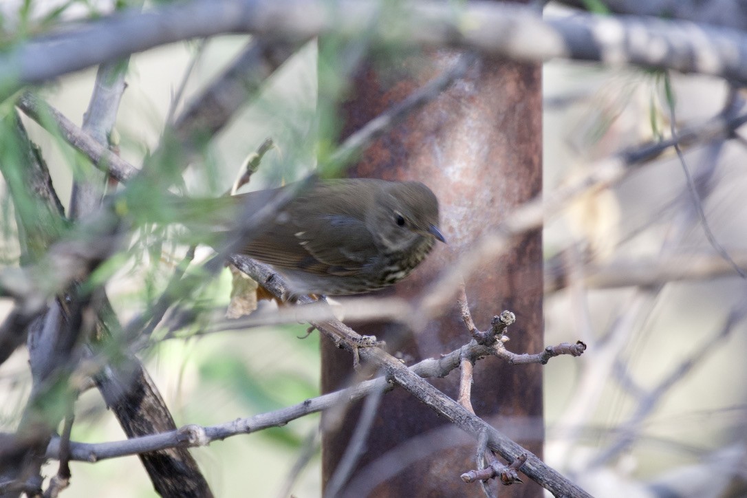 Hermit Thrush - ML325671681