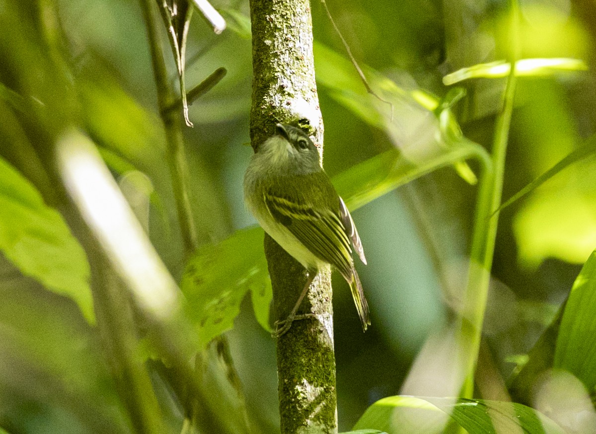 Slate-headed Tody-Flycatcher - ML325672571