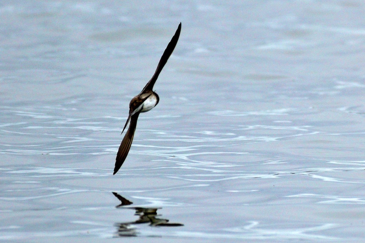 Tree Swallow - ML325674461