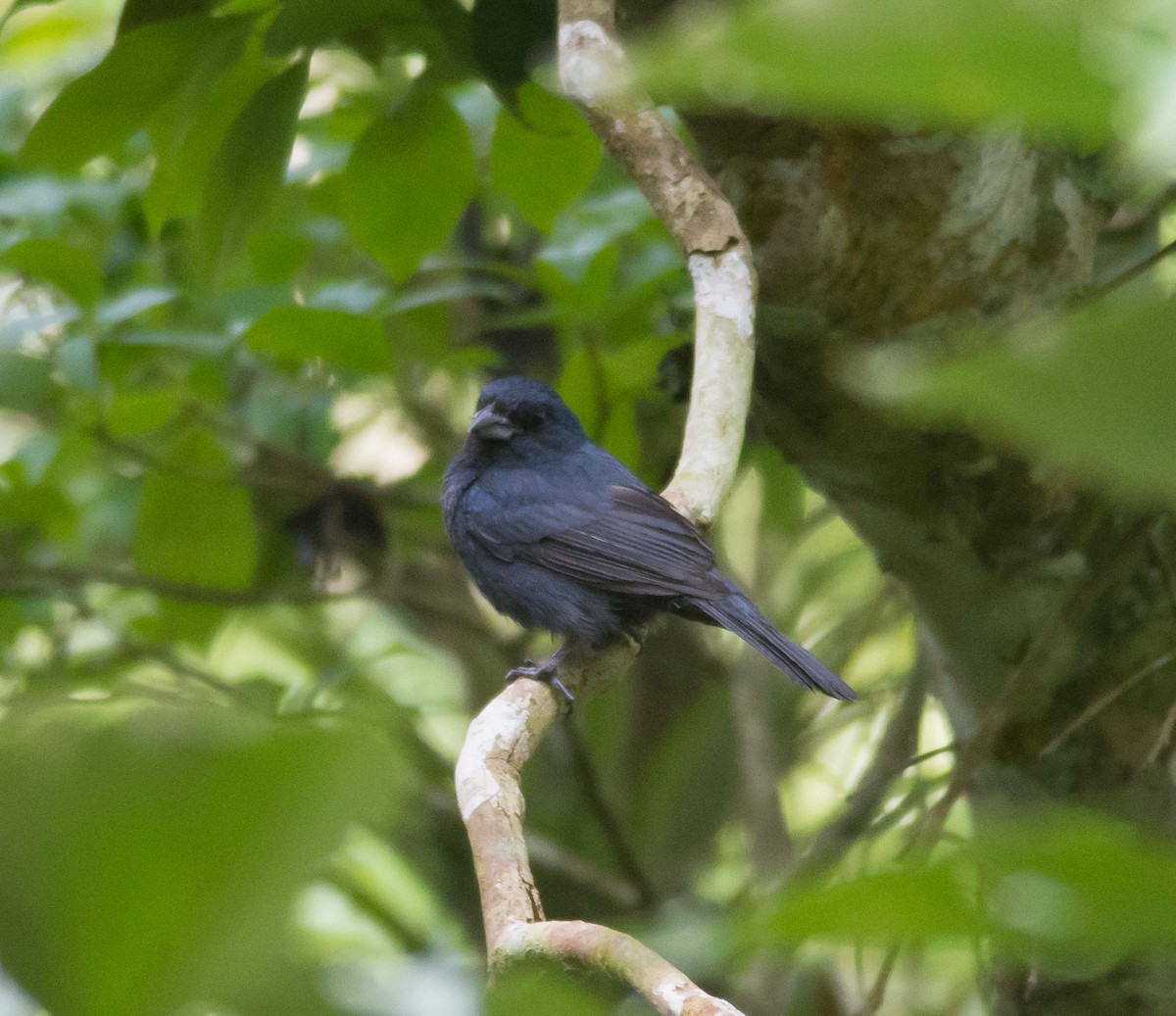 Blue Seedeater - ML32567541