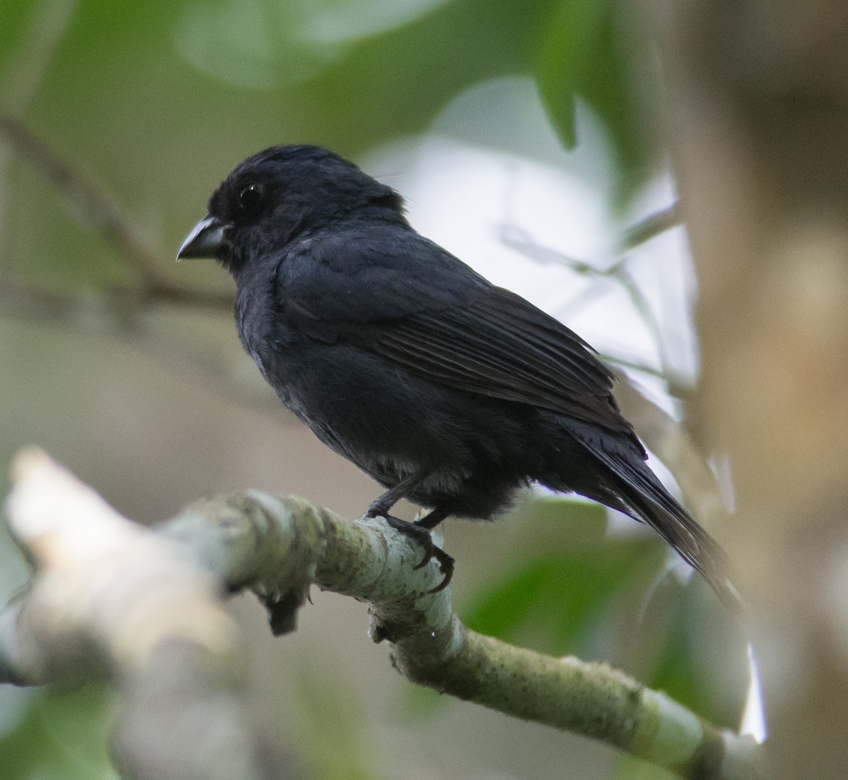 Blue Seedeater - Gordon Karre