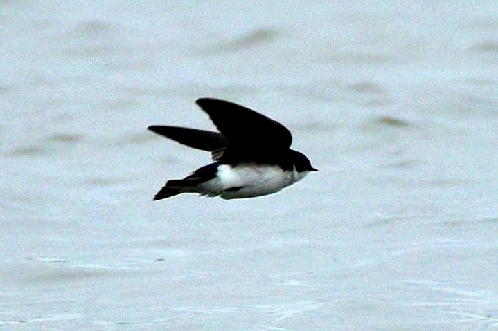 Tree Swallow - ML325675851