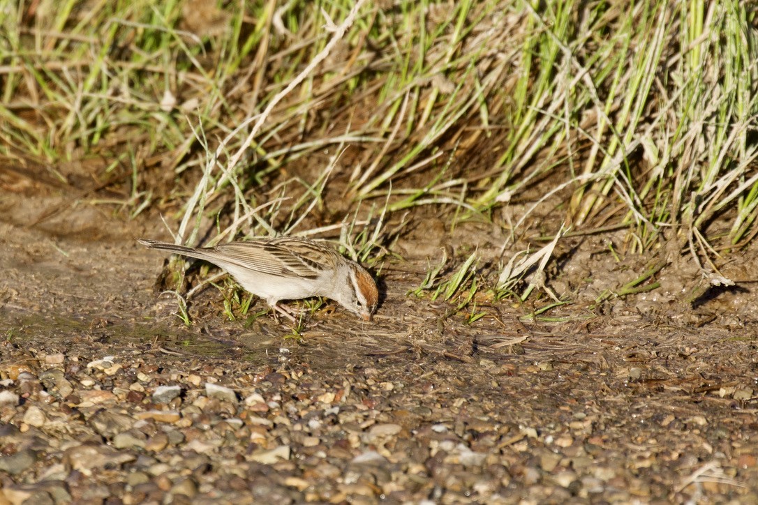 Chipping Sparrow - ML325678491