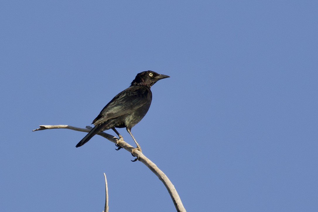 Brewer's Blackbird - ML325678941