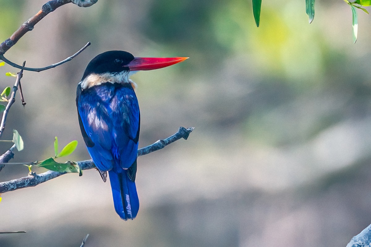 Black-capped Kingfisher - ML325679701