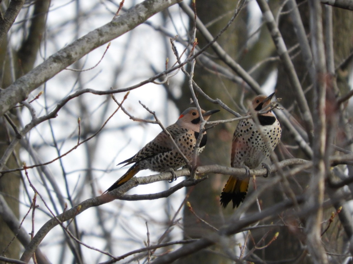 Northern Flicker - ML325679711