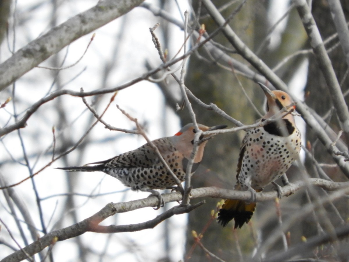 Northern Flicker - ML325679961