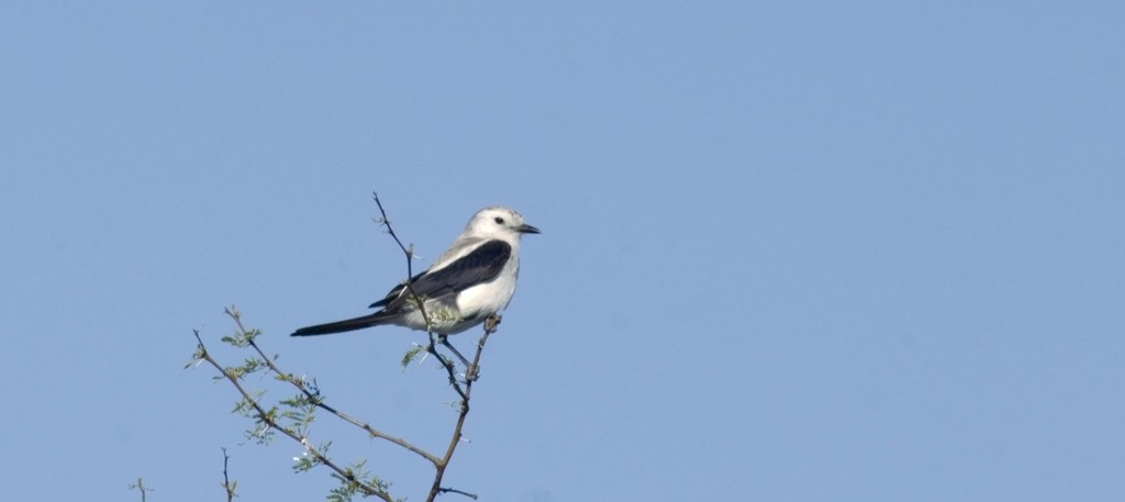 Black-and-white Monjita - Nicolas Olejnik