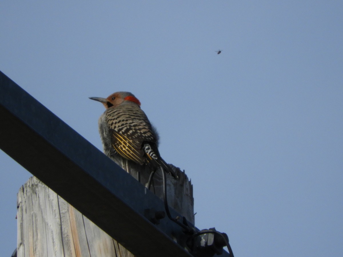 Northern Flicker - ML325680551