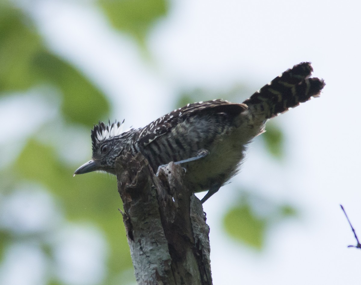 Barred Antshrike - ML32568071