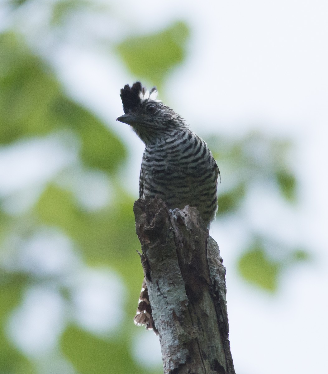 Barred Antshrike - ML32568081