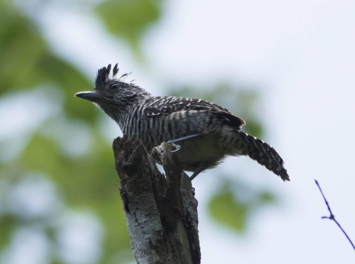 Barred Antshrike - ML32568101