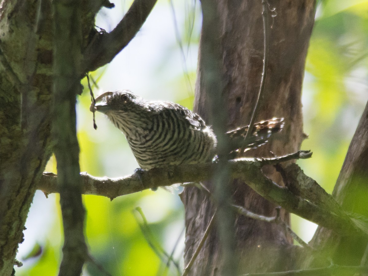 Barred Antshrike - ML32568111