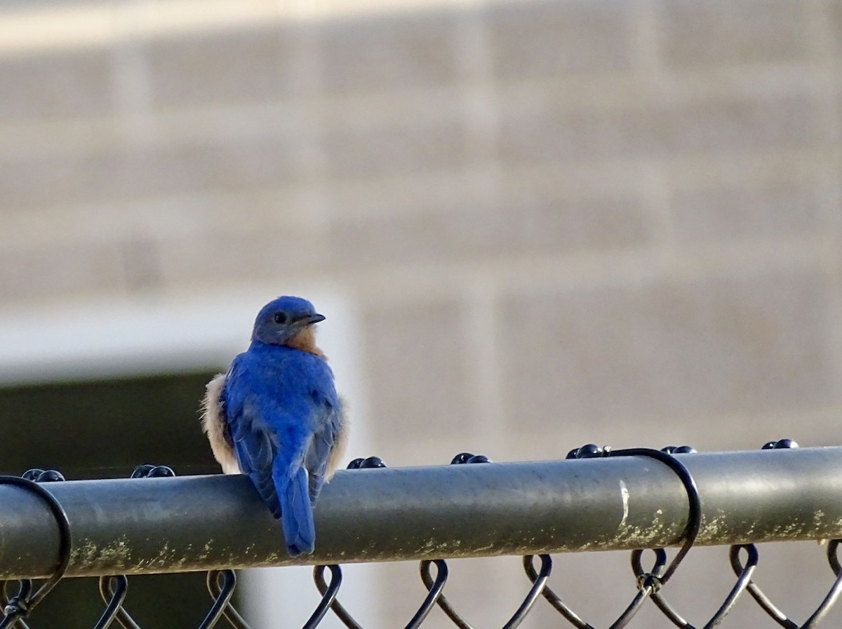 Eastern Bluebird - ML325681171