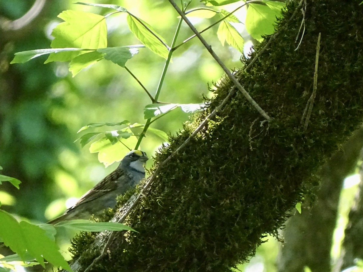 White-throated Sparrow - ML325681251