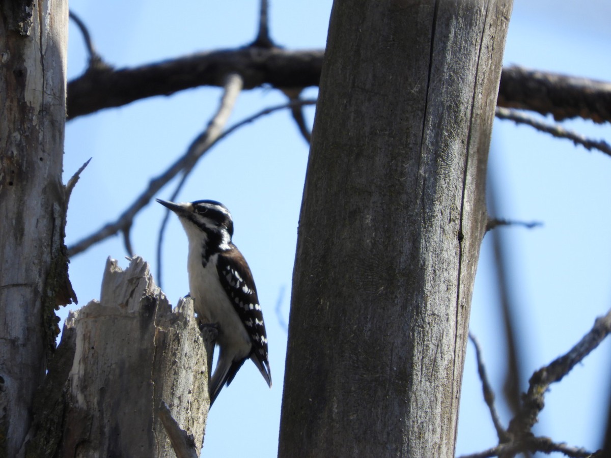 Hairy Woodpecker - ML325681321