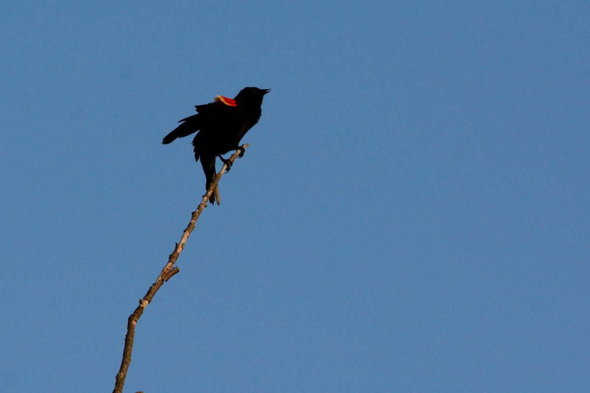 Red-winged Blackbird - ML325681381