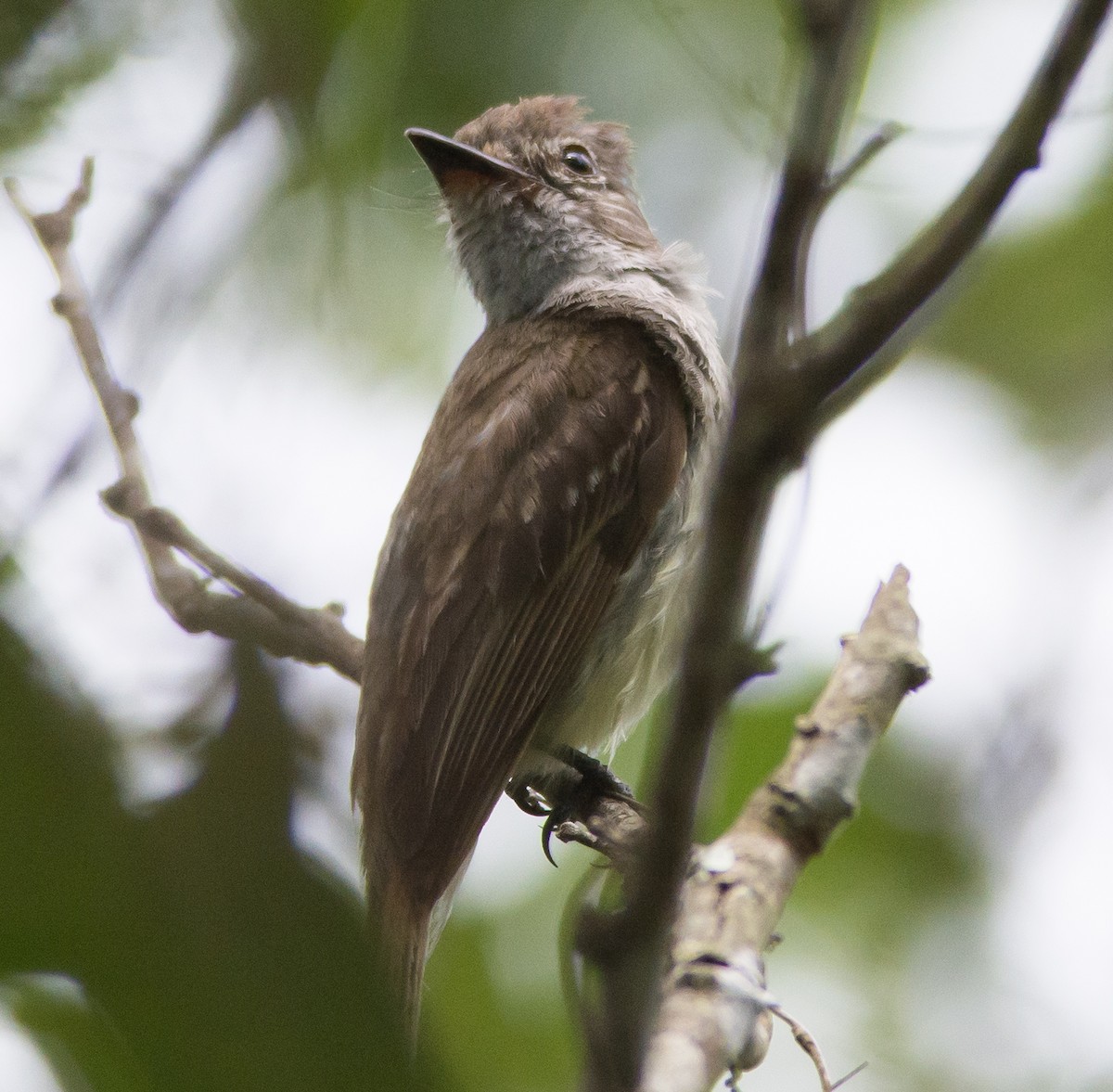 Flammulated Flycatcher - ML32568161