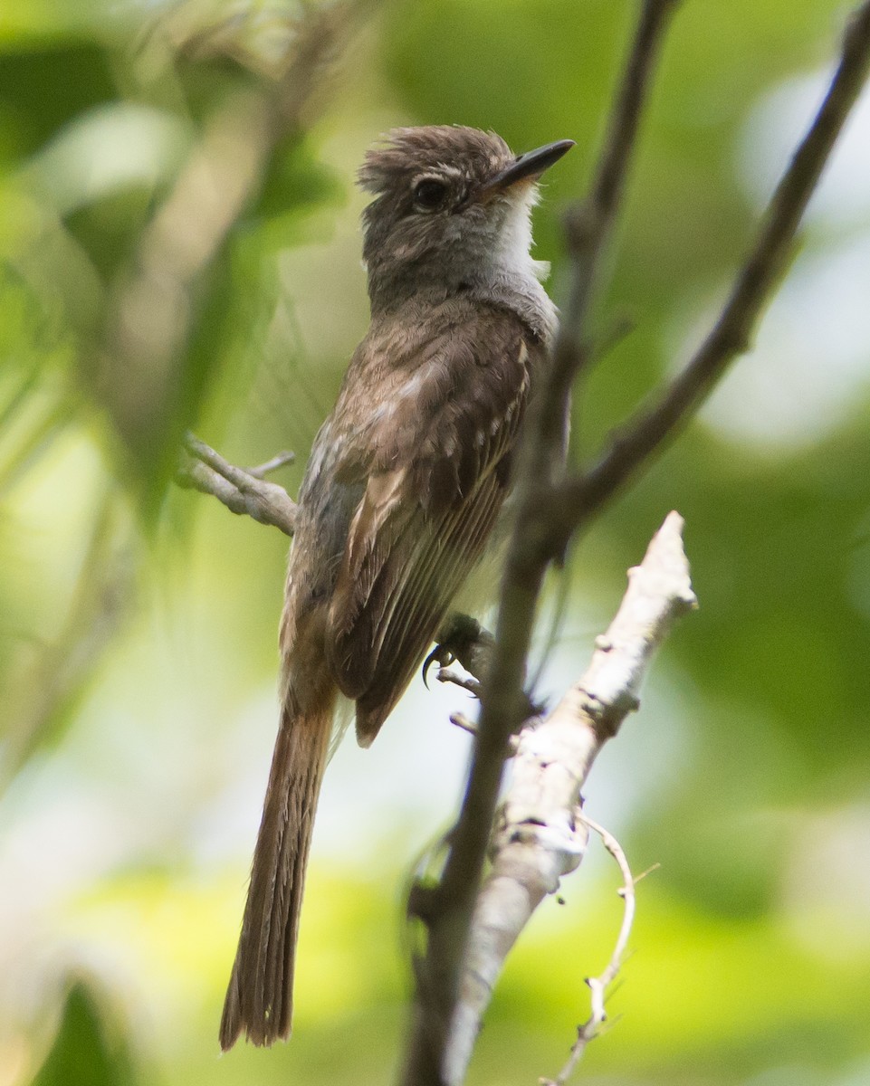 Flammulated Flycatcher - ML32568181