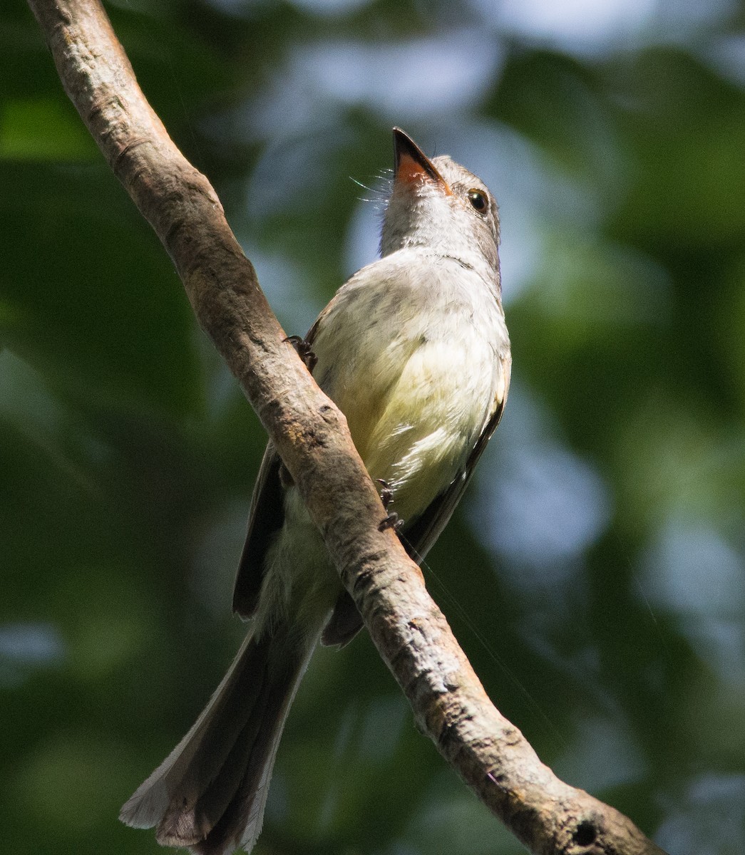 Flammulated Flycatcher - ML32568201