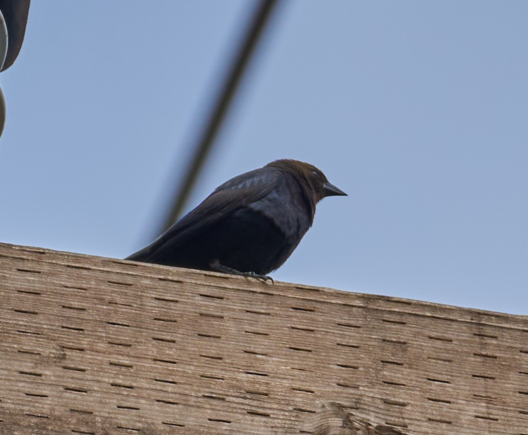 Brown-headed Cowbird - ML325682051