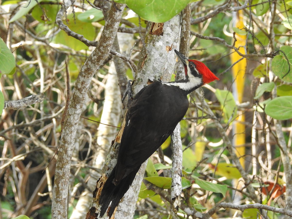 Pileated Woodpecker - Alan Ketcham