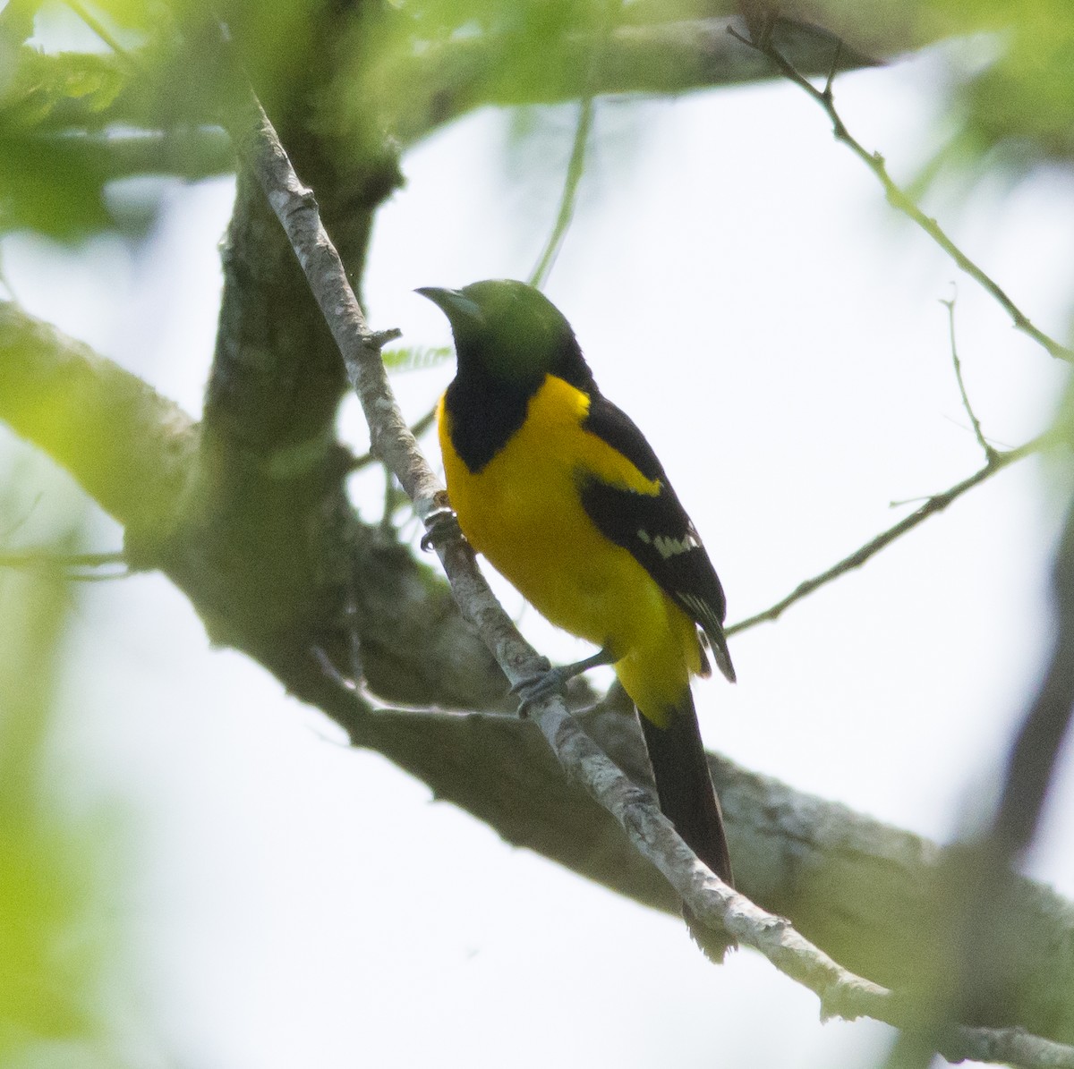 Bar-winged Oriole - ML32568241