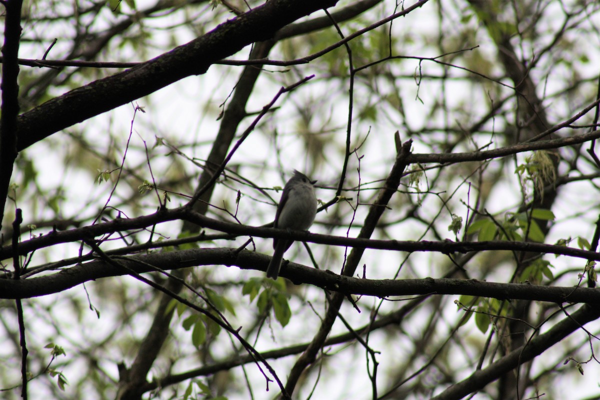 Tufted Titmouse - Raymond Watkins