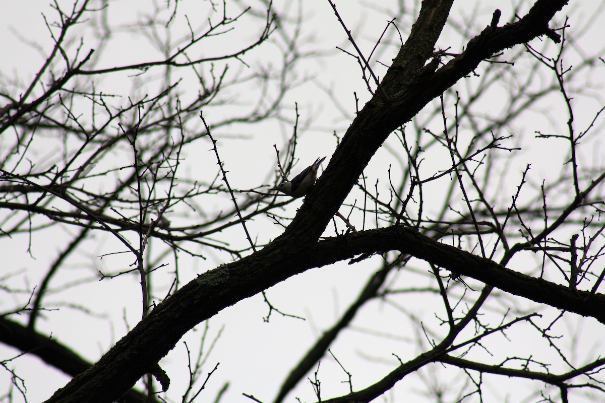 White-breasted Nuthatch - ML325682721