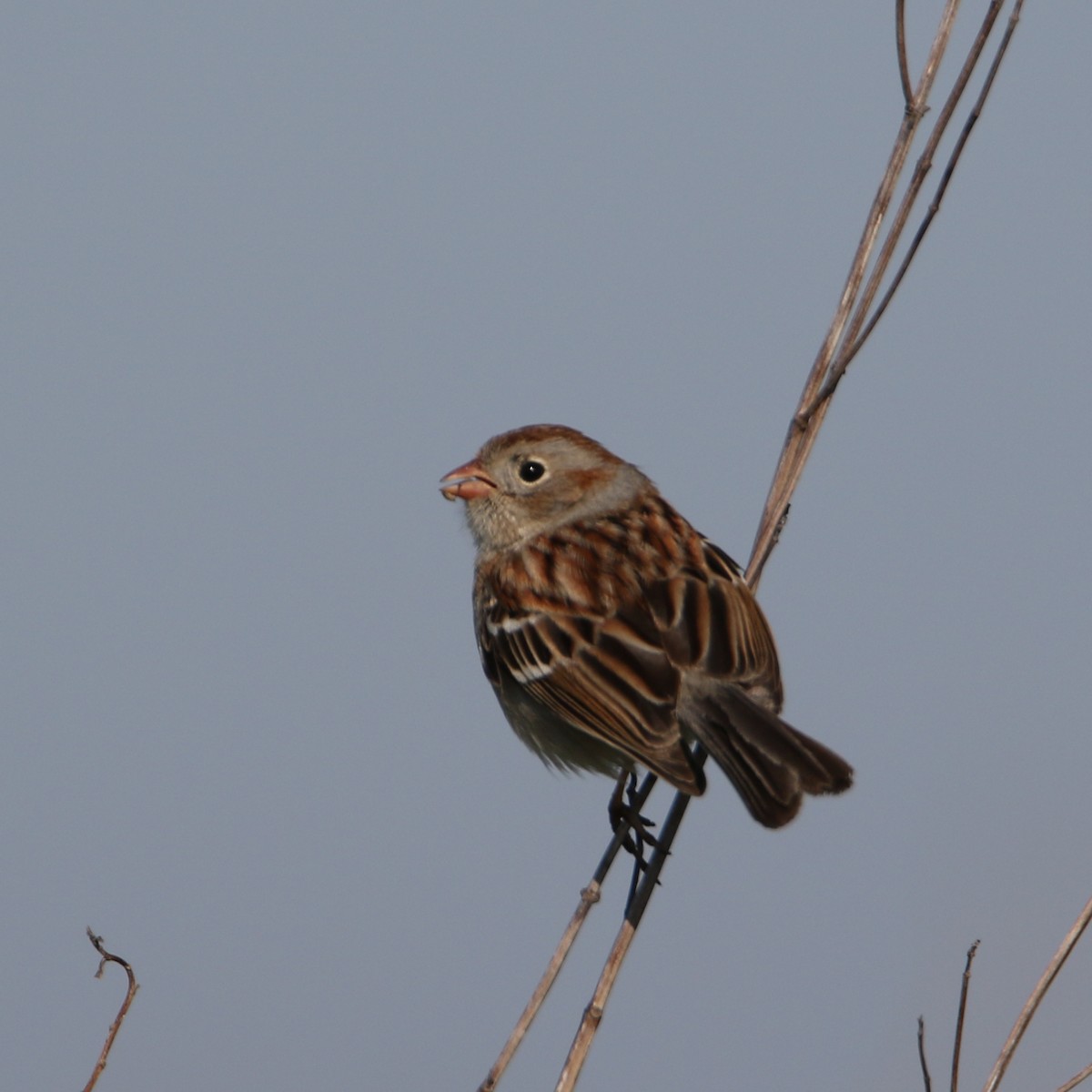 Field Sparrow - ML325682801