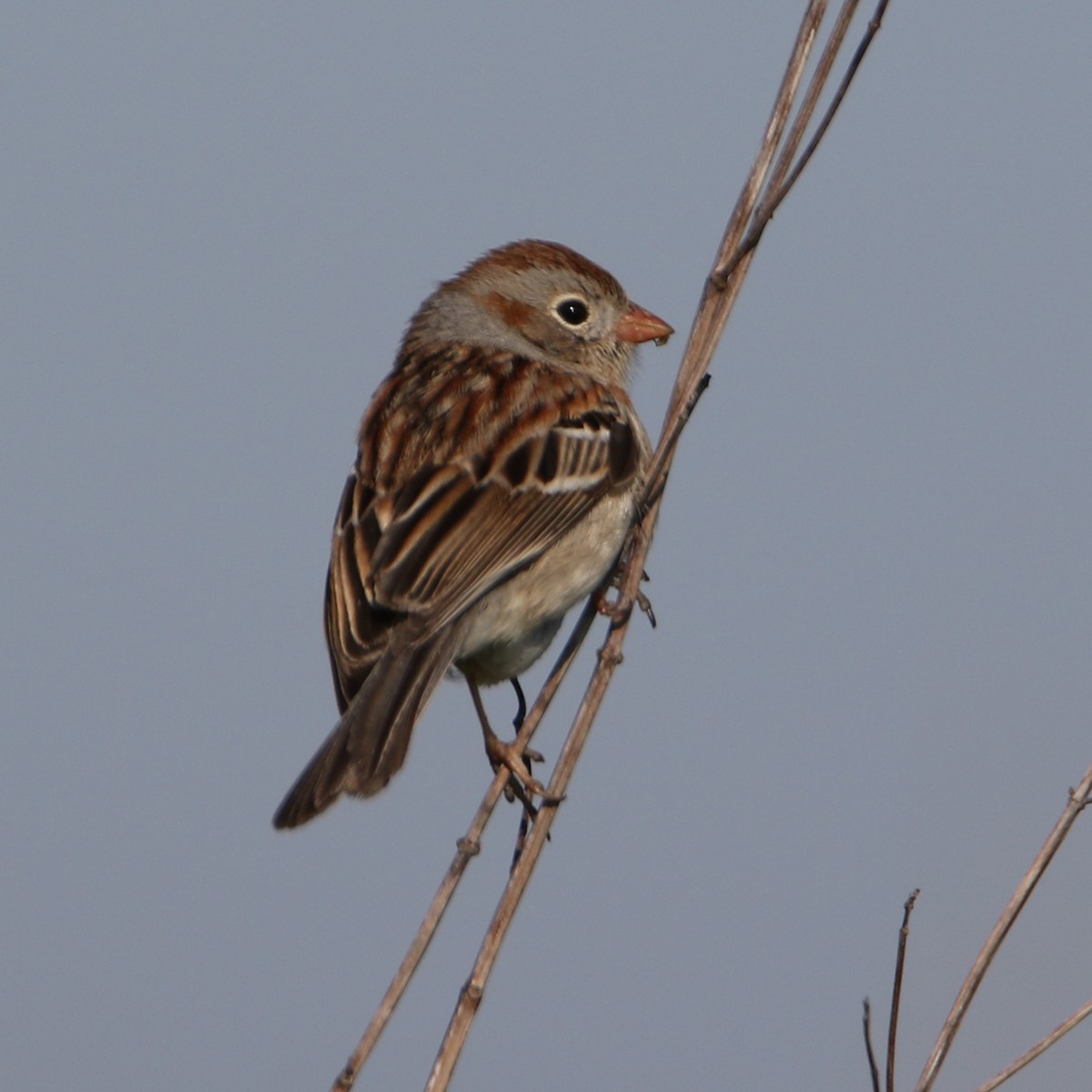 Field Sparrow - ML325682861