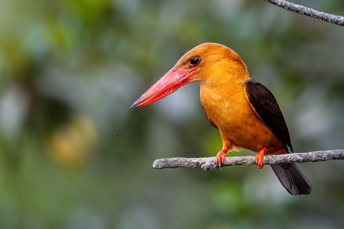 Brown-winged Kingfisher - ML325683281