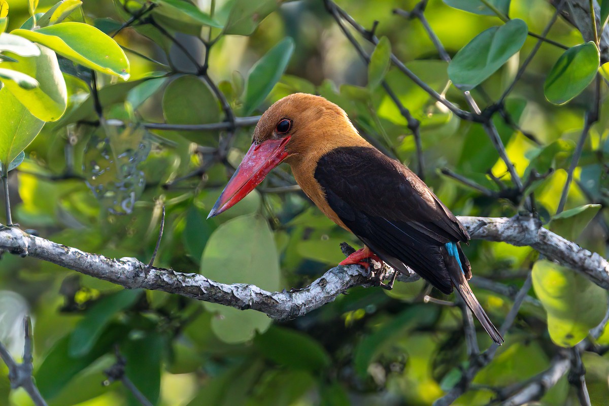 Brown-winged Kingfisher - ML325683351