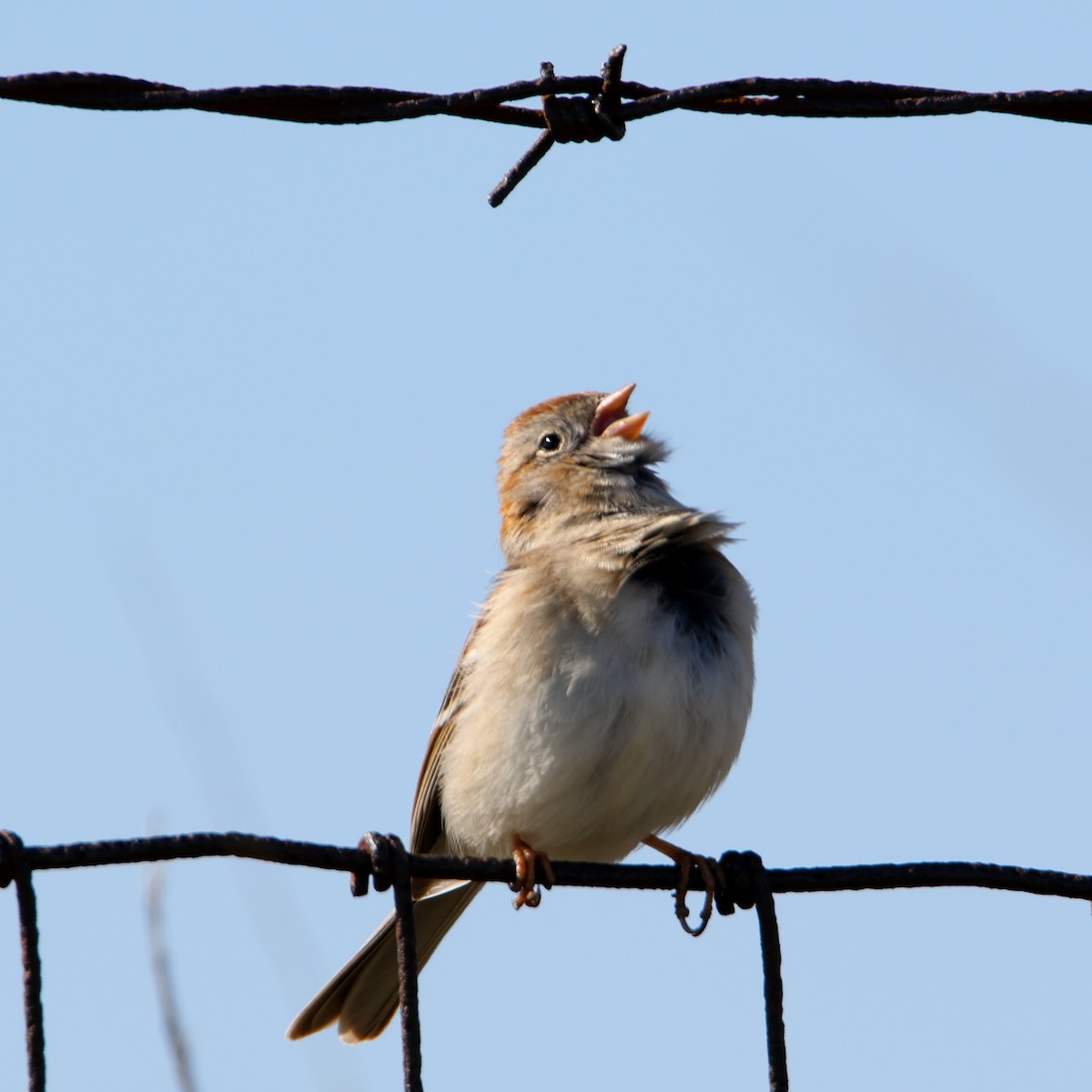 Field Sparrow - ML325683401