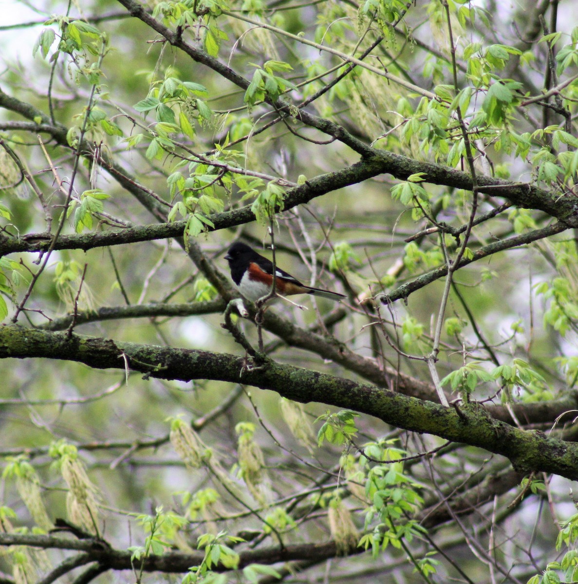 Eastern Towhee - ML325683411