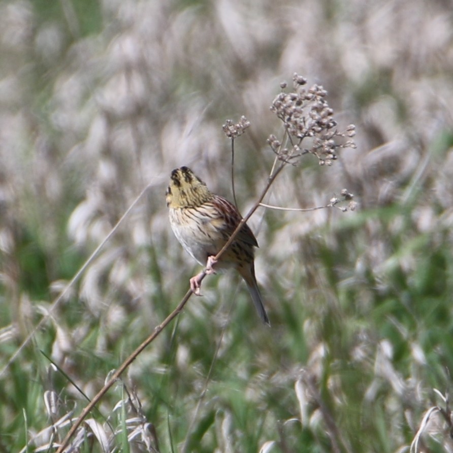 Henslow's Sparrow - Amy Lynch