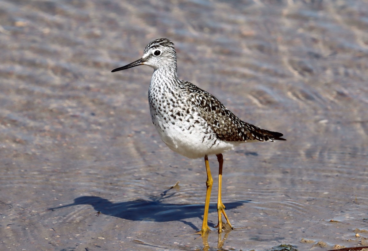 Lesser Yellowlegs - ML325683801