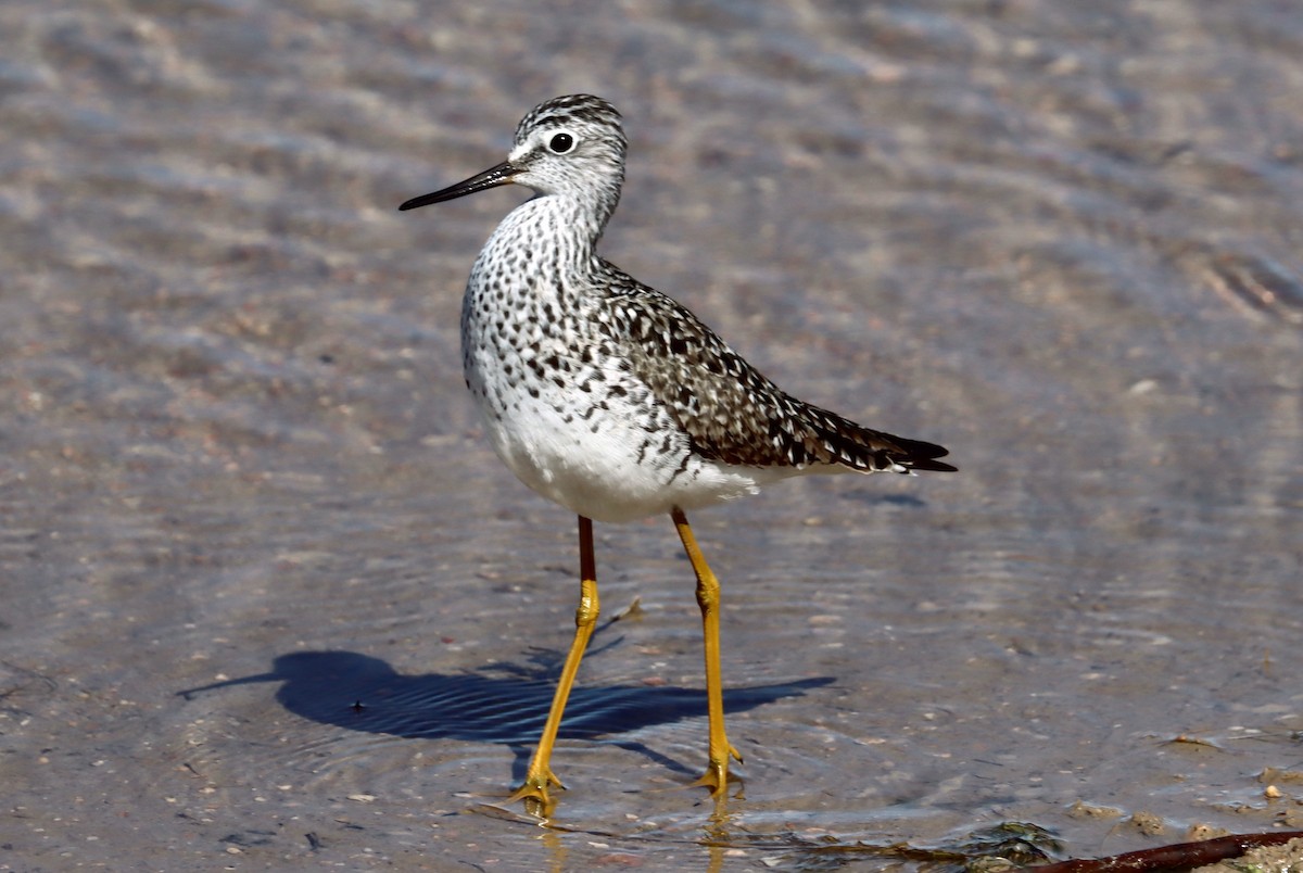 Lesser Yellowlegs - ML325684001