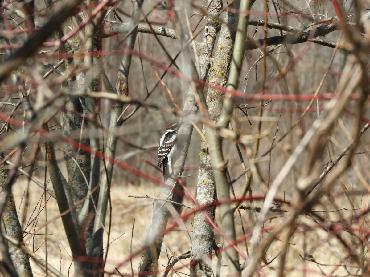 Hairy Woodpecker - ML325684111