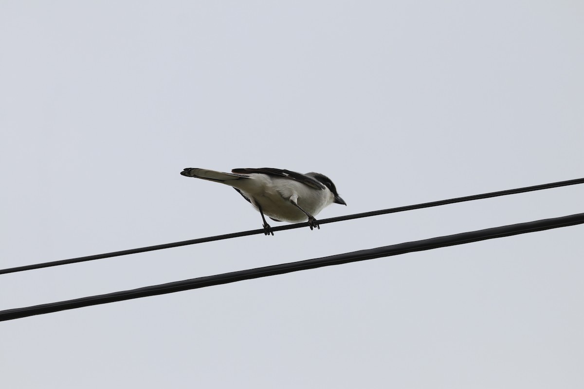 Loggerhead Shrike - ML325685861