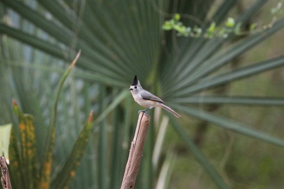 Black-crested Titmouse - Susan Szeszol