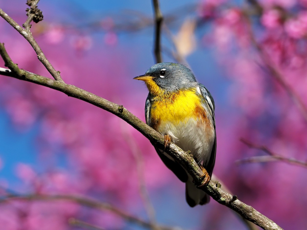 Northern Parula - ML325688941