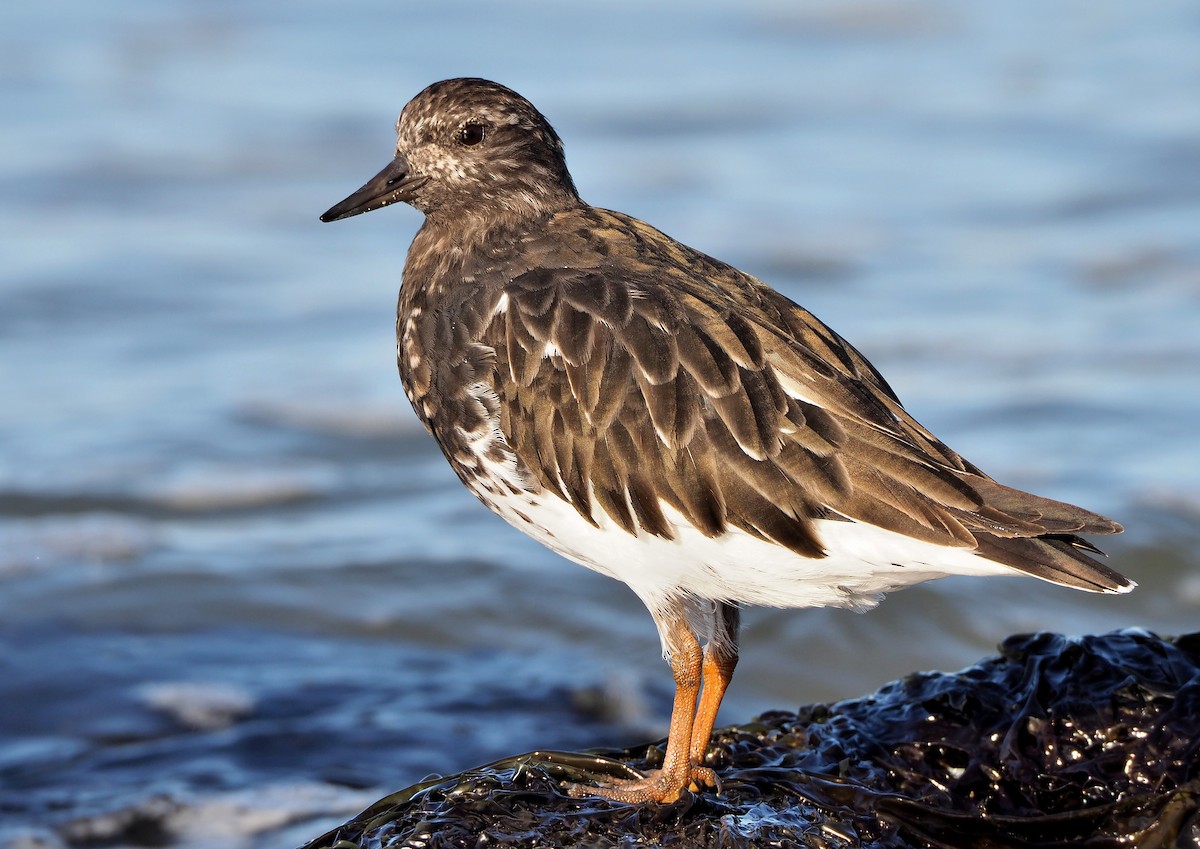 Black Turnstone - ML325692831