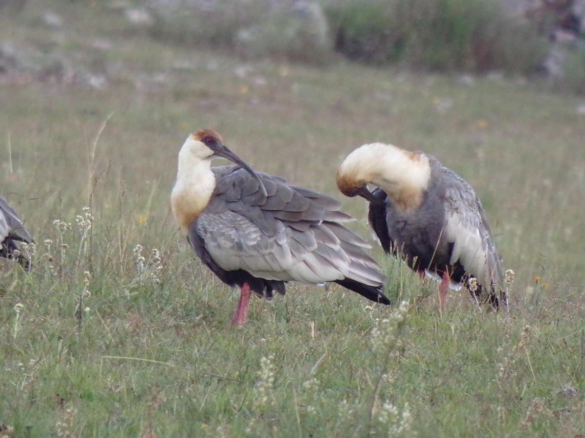 ibis bělokřídlý - ML325692891