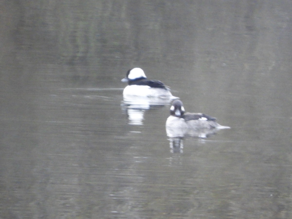 Bufflehead - ML325694671