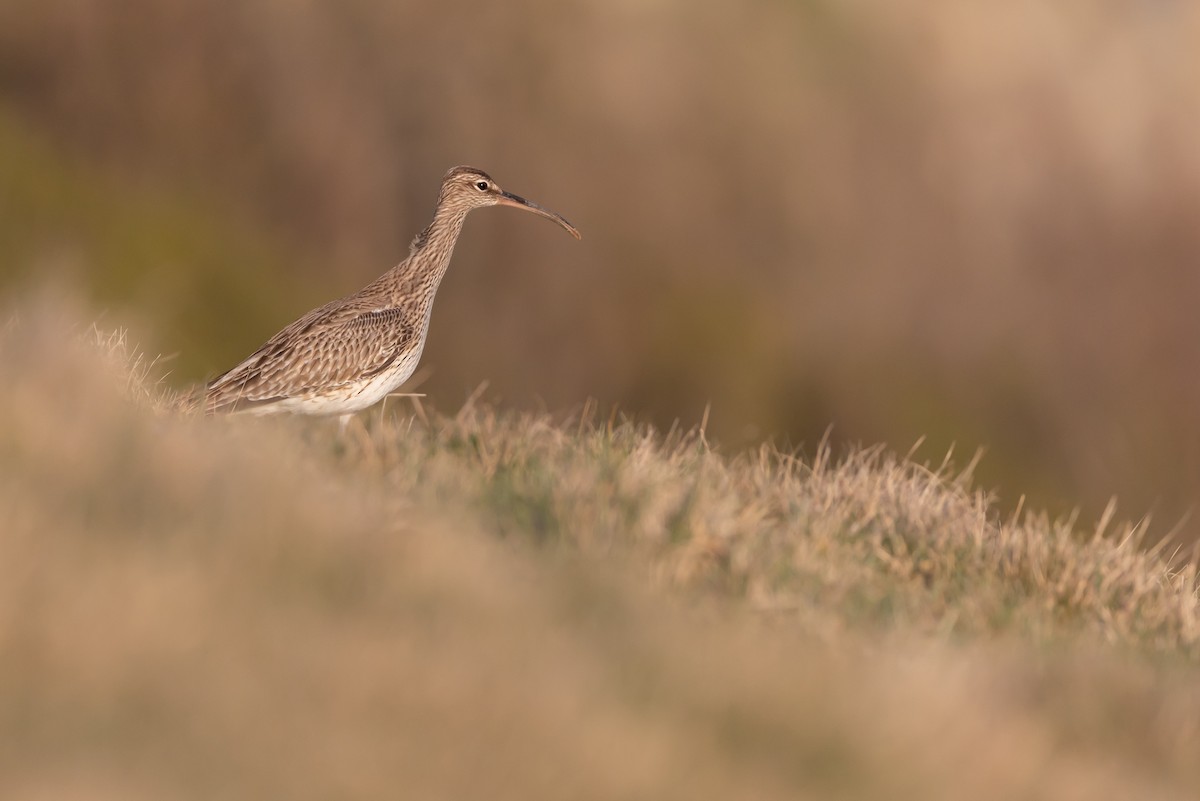 småspove (phaeopus) - ML325695341