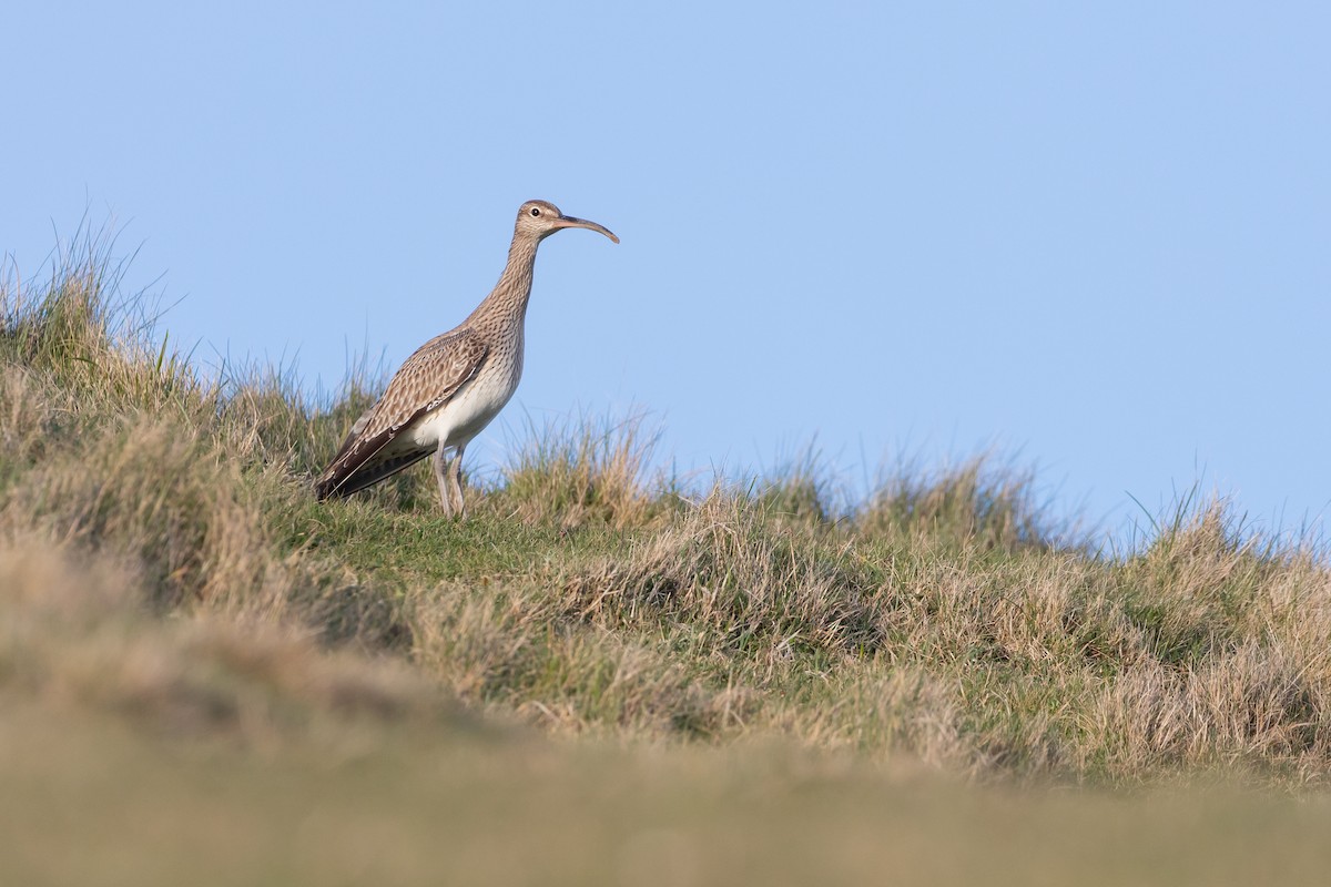 småspove (phaeopus) - ML325695411