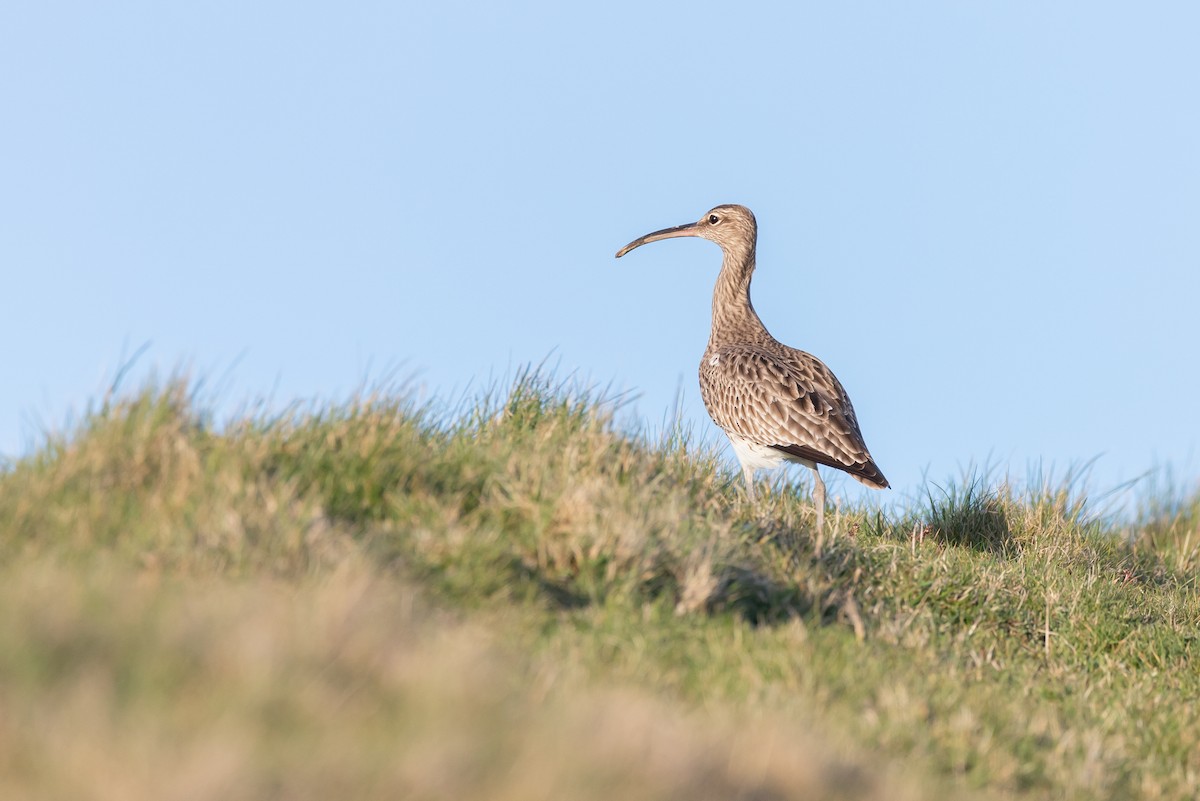 småspove (phaeopus) - ML325695561