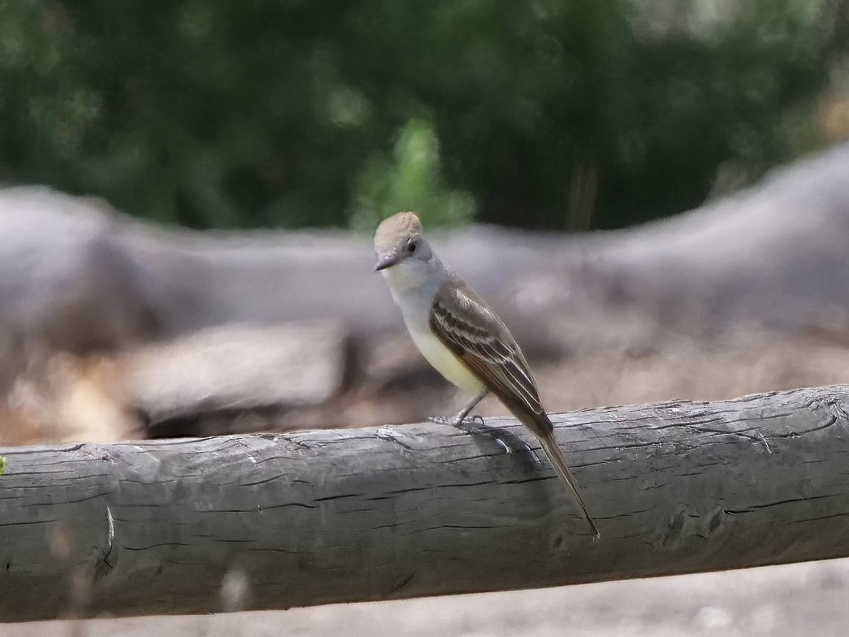 Ash-throated Flycatcher - Steve Sosensky